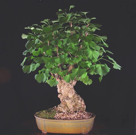 Ginkgo Bonsai Trees Bonsai Tree Gardener