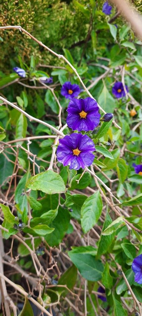 Blue Potato Bush Or Paraguay Nightshade Bushra Tahboub Flickr