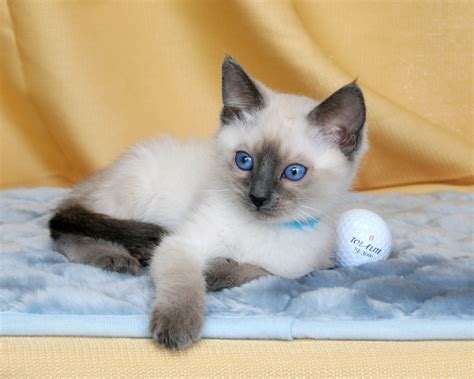 images of pure bred cats | Purebred Cat Class Results Page 1 | Purebred