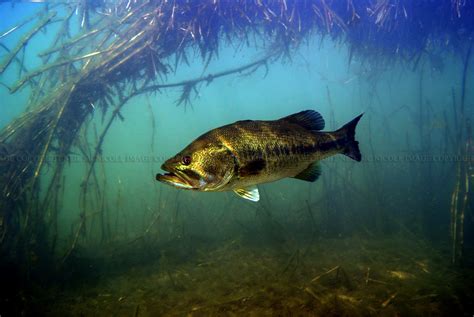 🔥 [50+] Largemouth Bass Fishing Wallpapers | WallpaperSafari