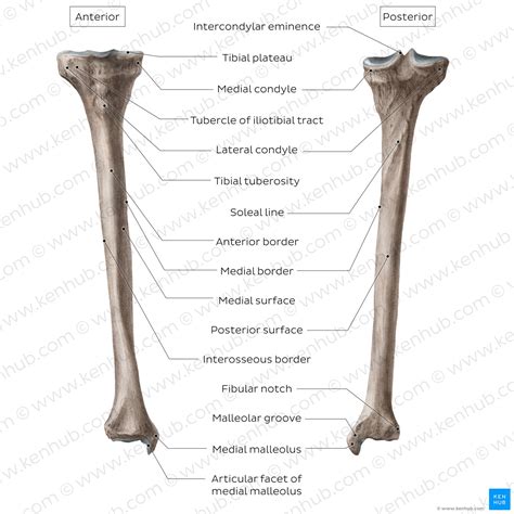 Tibia: Anatomy and clinical notes | Kenhub