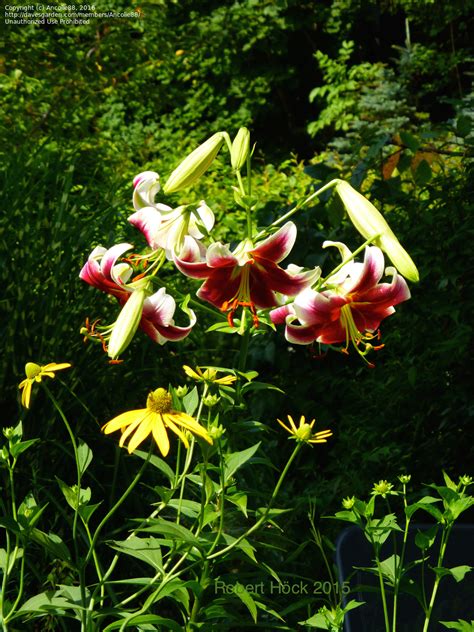 PlantFiles Pictures: Oriental-Trumpet Lily, OT Hybrid, Orienpet Lily ...