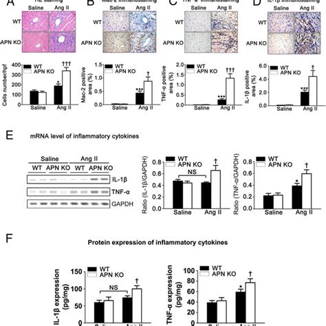 Apn Deficiency Enhanced Ang Ii Induced Infiltration Of Inflammatory