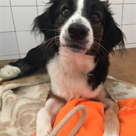 Cómo cruzar un Border Collie Vimar Alfambra