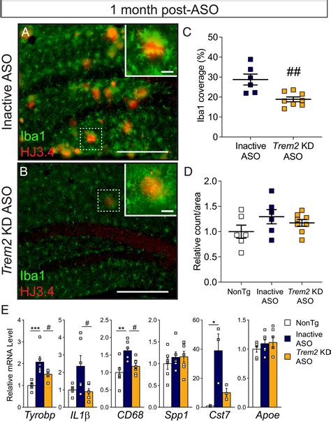 Acute Trem2 Reduction Triggers Increased Microglial Phagocytosis