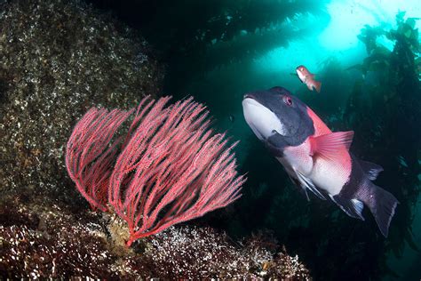 California sheepshead Photograph by Joe Belanger - Fine Art America