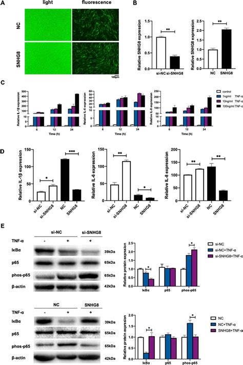 SNHG8 inhibits NF κB signaling pathway in PDLCs Cells were transfected