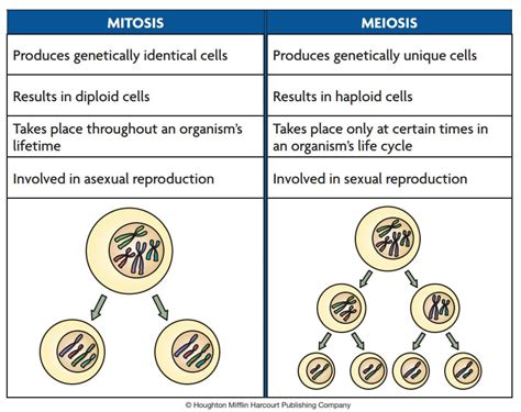 Meiosis