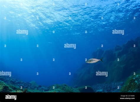 Rays Fish Hi Res Stock Photography And Images Alamy