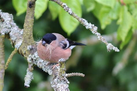 Bullfinch Pyrrhula Female Free Photo On Pixabay Pixabay