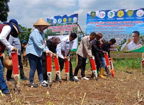 Kementan Bersama Gempita Genjot Penanaman Jagung Di Subang Kilas Sulawesi