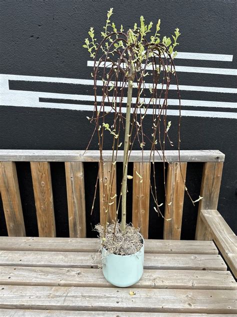 Weeping Pussy Willow Tree In Decorative Pot Flowers Talk Tivoli