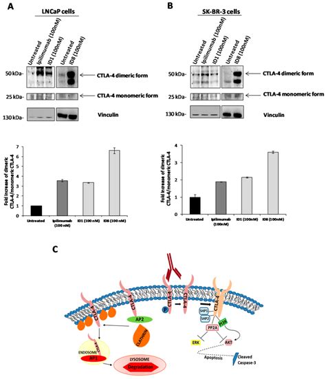 Effects Of Anti CTLA 4 MAbs On Monomeric Or Dimeric CTLA 4 Form In