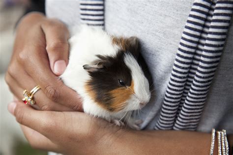 Things to Know Before Getting a Pet Guinea Pig