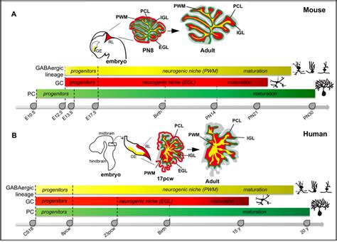 An Overview Of Mouse A And Human B Cerebellum Development The