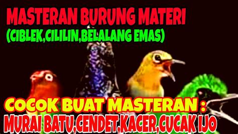 Masteran Burung Durasi Pendek Materi Ciblek Cililin Belalang Emas