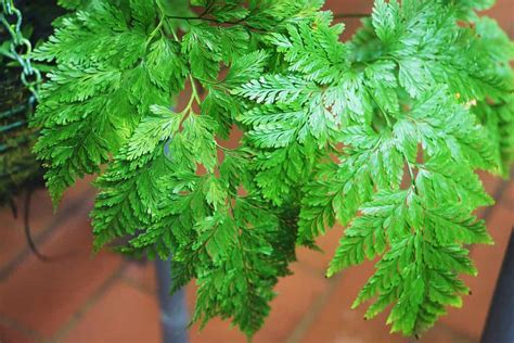 Davallia Fejeensis Rabbit S Foot Fern Plant Care Plantly