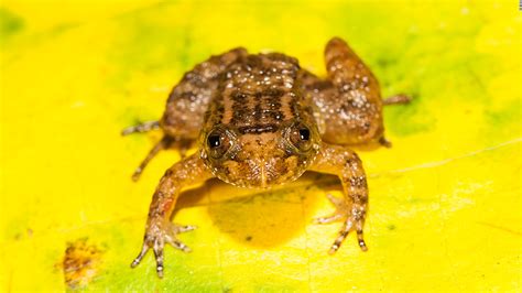 India Scientists Discover Several New Miniature Night Frogs CNN