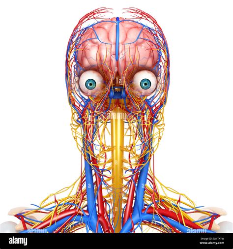 Peripheral Nervous System Head Neck Drawing Stock Photo 67545517 Alamy