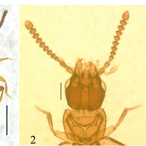 1 5 Details Of Aplosonyx Geiseri Sp Nov 1 Aedeagus Dorsal And Download Scientific Diagram