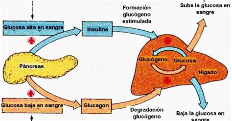 Metabolismo De Los Carbohidratos Glucosa Explicado De Forma F Cil De