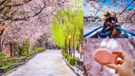 Win A Trip To Experience Japans Cherry Blossom Season