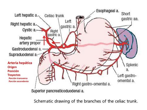 Irrigación del abdomen