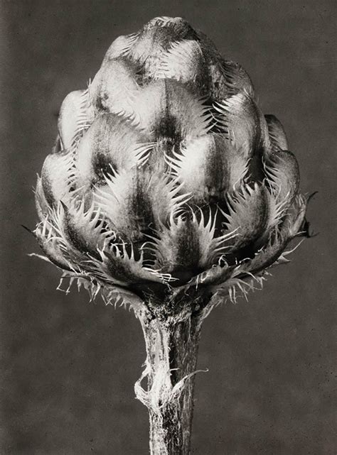 Karl Blossfeldt Karl Blossfeldt Karl Plant Photography