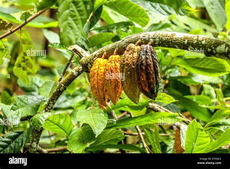 Árbol De Cacao Theobroma Cacao Fotos E Imágenes De Stock Alamy