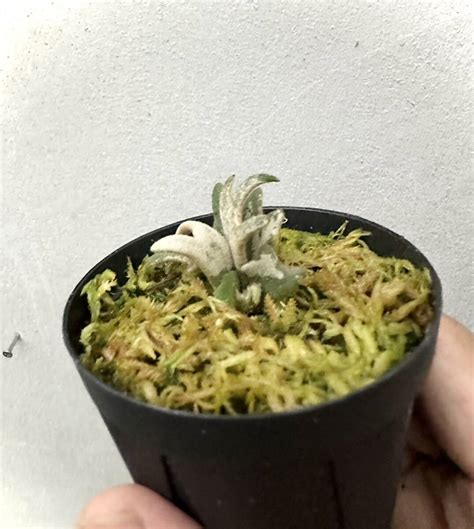 Yahoo P Willinckii Yellow Moon Dwarf Spore Grown