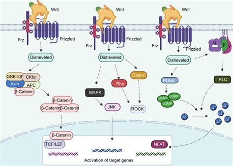 The Functional Roles Of The Circrna Wnt Axis In Cancer Molecular