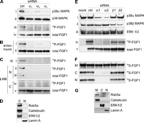 Sirna Knockdown Of P38 ␣ Inhibits Translocation Of Fgf1 A To C Nih