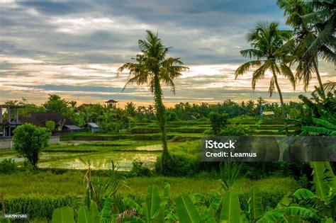 Onde Ficar Petulu - Sunset Over The Rices Fields Of The Charming Village Of Petulu Famous ...