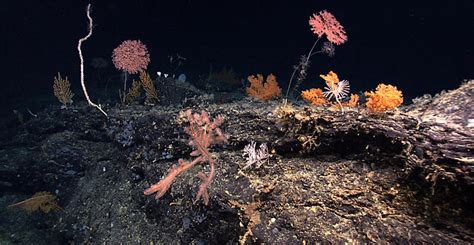 Video Expedition Hopes To Capture And Protect Deep Sea Diversity Off