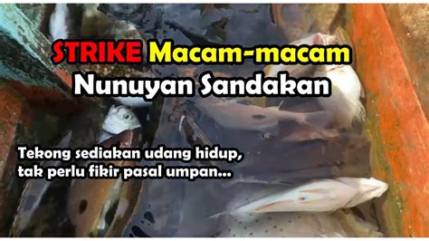 Memancing Di Nunuyan Sandakan Guna Umpan Udang Hidup Frenzy Pelbagai