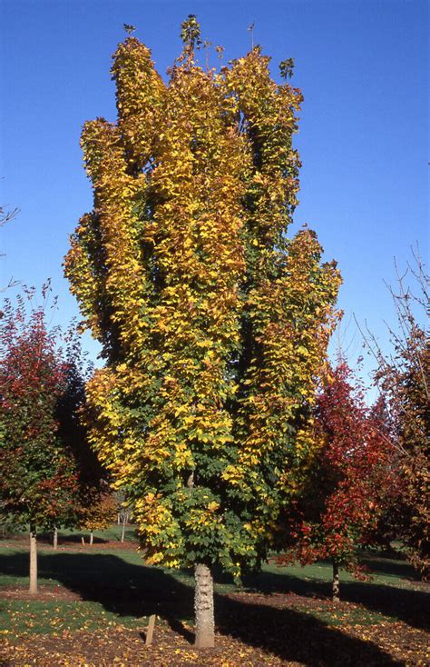 Maple, Norway Columnar - Campbell's Nursery