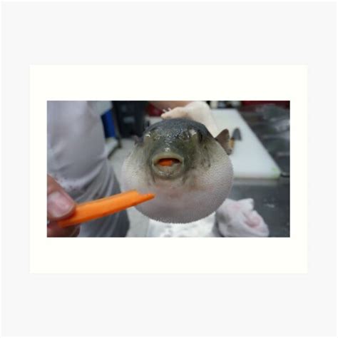 Pufferfish Eating A Carrot Meme Art Print By Jamdonut Redbubble