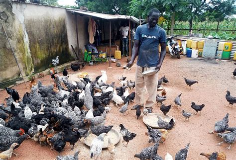 Cameroun Ce qu il faut pour réussir l élevage des poules du village