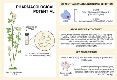 Essential Oil Of Lippia Origanoides H B K A Promising Compound