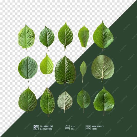 Premium PSD | Collection of leaf images without background in HD quality