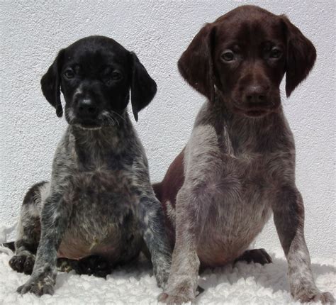 Black German Shorthaired Pointer Puppies Picture - Dog Breeders Guide