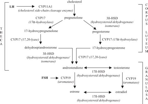 Hormone Pathways Chart