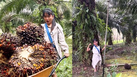 Belajar Pruning Sawit Pakai Egrek Langsir Sawit Di Kebun Pokok