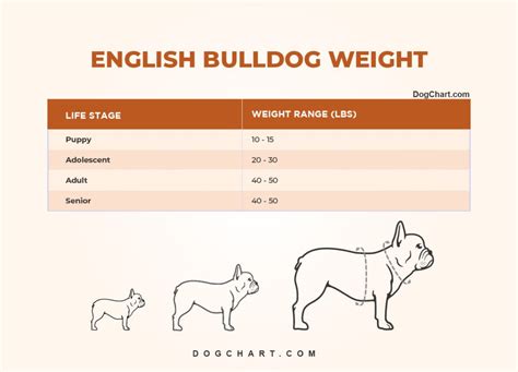 English Bulldog Weight Chart | Portal.posgradount.edu.pe