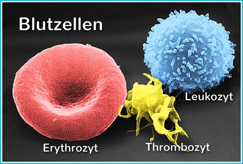 Was sind Blutkörperchen Rote und weiße einfach erklärt
