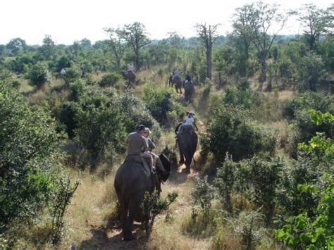 Elephant Back Safari - A safari on Earth's largest land mammal