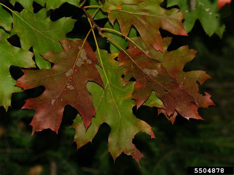 Red Oak Tree Diseases Texas Yang Sams