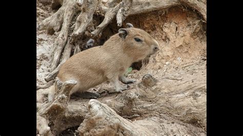 Cute Baby Capybaras Arrive At The San Diego Zoo Youtube