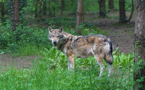 Gray Wolf In North Dakota - North Dakota Wildlife And agriculture