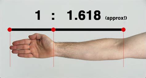 Fibonacci Sequence Human Body